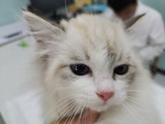 -嘉馨宠物医院·CT影像转诊·心脏科·犬猫全科诊疗中心(下沙大学城院区)