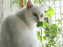 -喵屿·大理花园猫咖