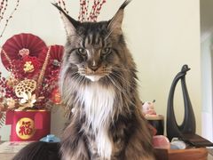 -爱宠屋pet shop·宠物洗澡·宠物美容