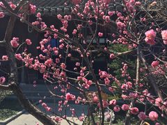 -口岸雕花楼