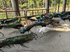 -西双版纳原始森林公园