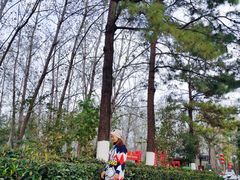 -合肥滨湖国家森林公园