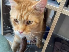 -藏猫猫咖啡主题馆(中央大道店)