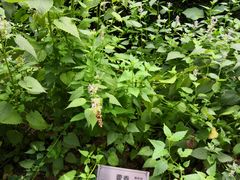 -广州神农草堂中医药博物馆