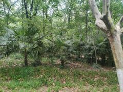 -清心素食自助餐厅(夫子庙店)