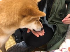 -柴迷FANS CLUB·柴犬狗咖·猫咖