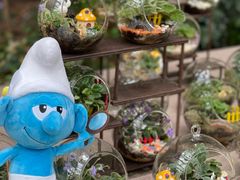 -深圳仙湖植物园