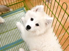 -Let's go狗咖·猫咖·奶狗·桌游(春熙路IFS店)
