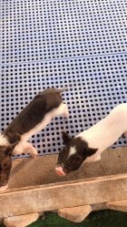 -萌宠亲子动物乐园(槐房万达店)