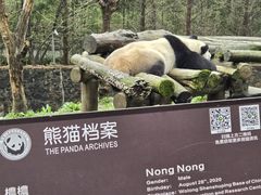 -都江堰中华大熊猫苑