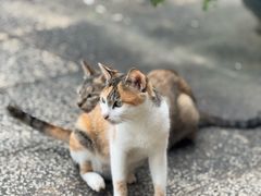 -蔡氏古民居建筑群