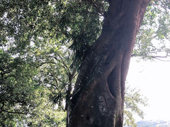 -福清灵石山国家森林公园