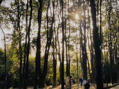 -火炉山森林公园