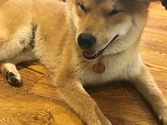 -柴务处·柴犬主题狗咖