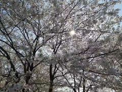 -树山生态村