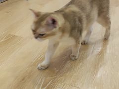 -猫咪派对(江南西店)
