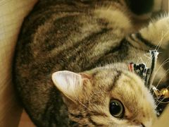 -啵啵喵·猫咖(攀华国际店)