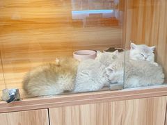 -猫十亿·布偶金渐层·曼基康矮脚猫舍(青年路店)