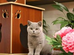 -Bastet sally猫舍购宠(静安店)