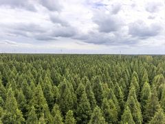 -黄海国家森林公园