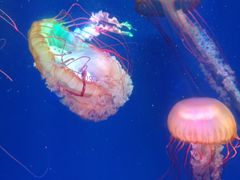 -海合安成都极地海洋公园