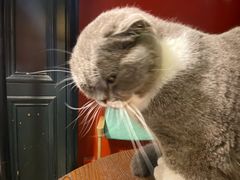 -猫色咖啡·猫咖