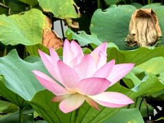 -惠州西湖风景名胜区-丰渚园