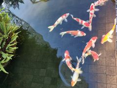 -半岛宴·湛江精品菜(蛇口店)