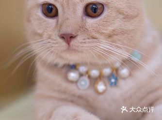 广州高质量犬猫洗护，不到50！冲冲冲！