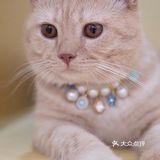 广州高质量犬猫洗护，不到50！冲冲冲！