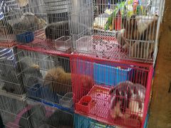 -万商花鸟市场