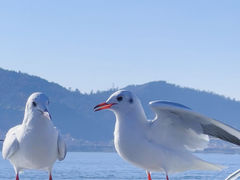 -海埂大坝
