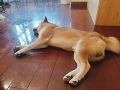 -喜柴咖啡·柴犬狗咖