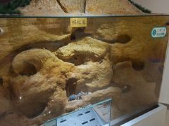 -上海昆虫博物馆