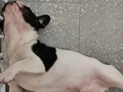 -Let's go狗咖·猫咖·奶狗·桌游(春熙路IFS店)