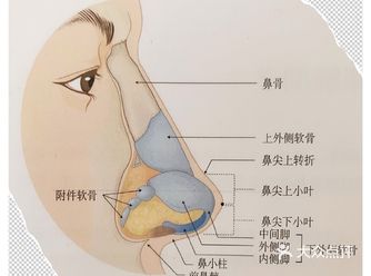 鼻背由鼻骨、软骨、和鼻尖上小叶组成