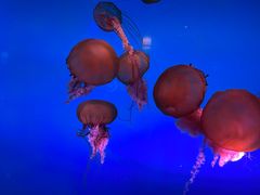 -太平洋海底世界