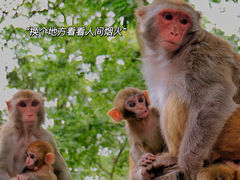 -黔灵山公园