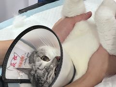 -博特宠物医院24h犬猫全科.骨科·异宠