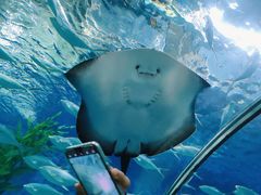 -上海海洋水族馆