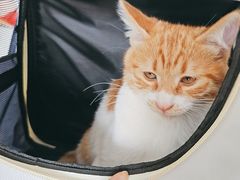 -瑞派福兴宠物医院犬猫全科·骨科·中西医结合(河东店)