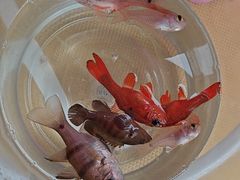 -小猫钓鱼海钓俱乐部(椰梦长廊店)