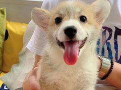 -翊宠yipet猫狗购宠庄园犬舍•猫舍