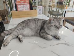 -喵园·猫主题咖啡厅·撸猫·猫咖(国贸店)