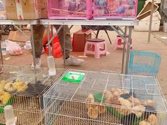 -中环花鸟鱼虫市场