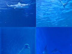 -多彩贵州城极地海洋世界