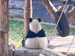 -石家庄市动物园