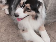 -TrueLove @ Neverland (Husky Cafe)