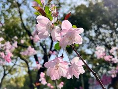 -顾村公园
