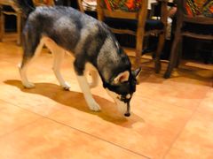 -more than meow吴止猫主题餐厅(承德 中船汇店)